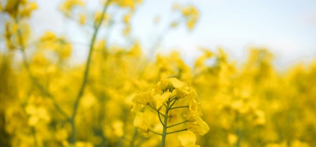 Yellow Magic | Mustard in the Vineyards