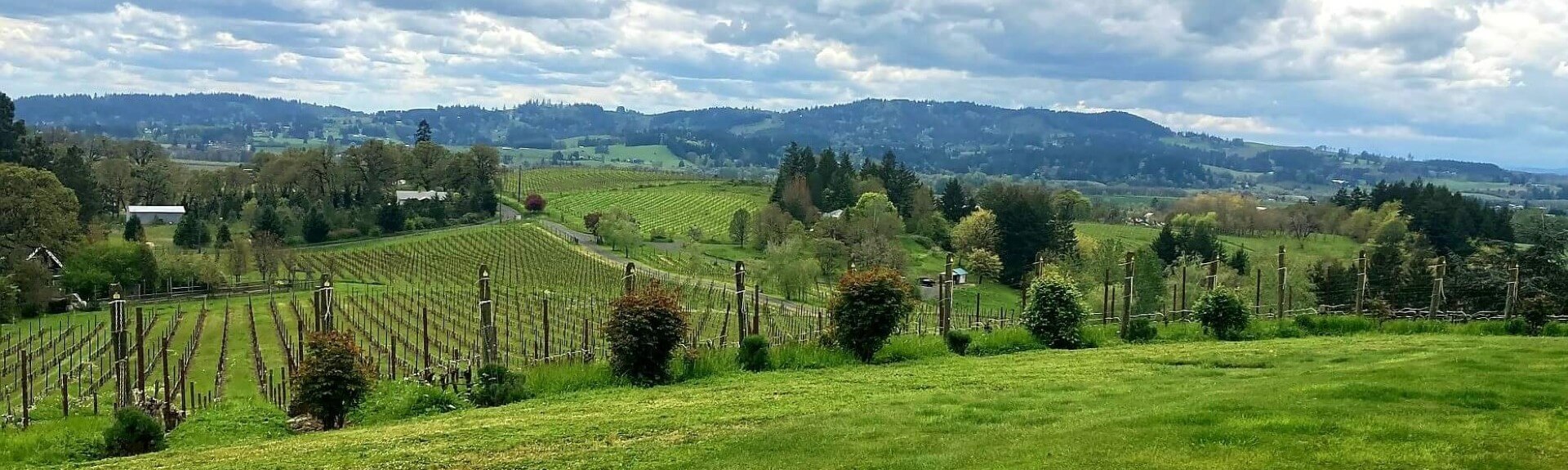 Experience the Beauty of the Willamette Valley