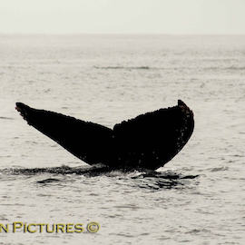 Private Cabo Whale Watching Tours Private Cabo Whale Watching Tours