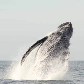 Beautiful Humpback Whales Breaching in Cabo Beautiful Humpback Whales Breaching in Cabo