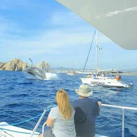 Amazing Whale Watching in Cabo San Lucas Amazing Whale Watching in Cabo San Lucas