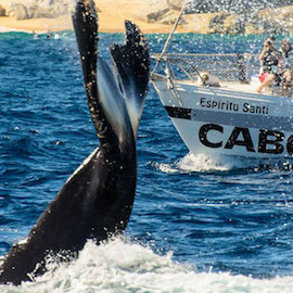 Whale Watching Cabo San Lucas Whale Watching Cabo San Lucas