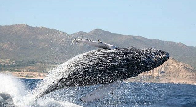 Cabo Whale Watching Tours in Beautiful Los Cabos Mexico Cabo Whale Watching Tours in Beautiful Los Cabos Mexico