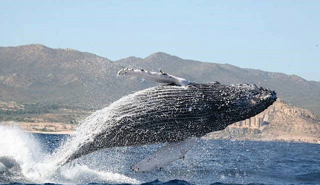 Cabo Whale Watching Tours in Beautiful Los Cabos Mexico - Cabo Sails