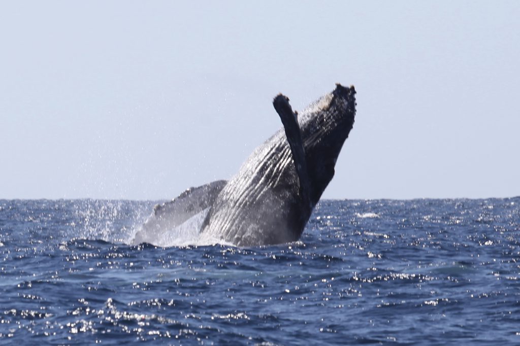 Humpback whale breaching during Cabo whale watching tour