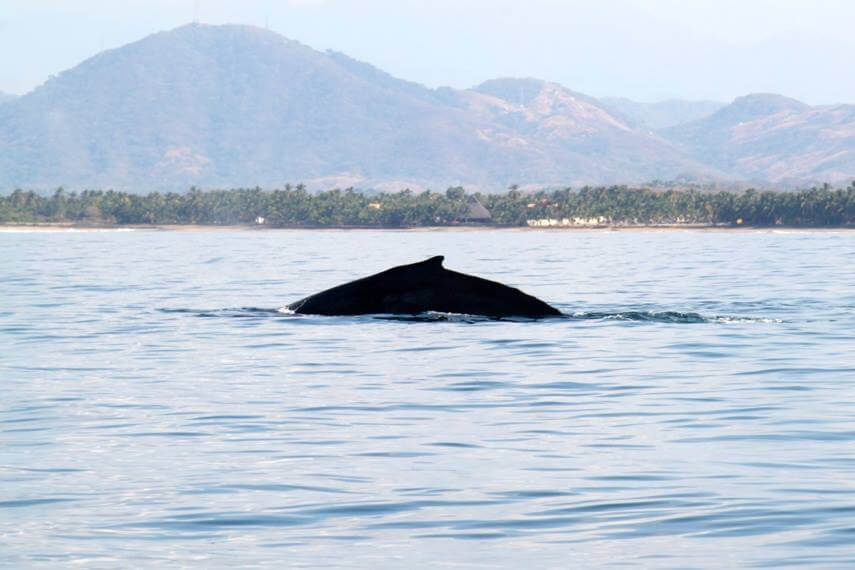 Scuba diving in Zihuatanejo Dive Zihuatanejo