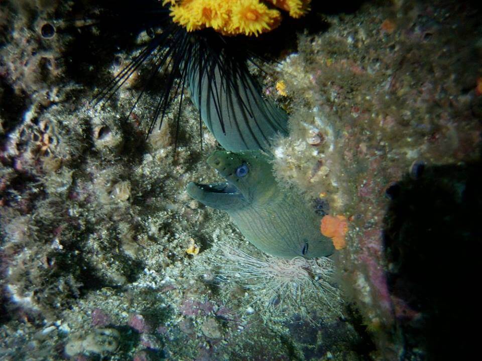 Photo from Dive Zihua