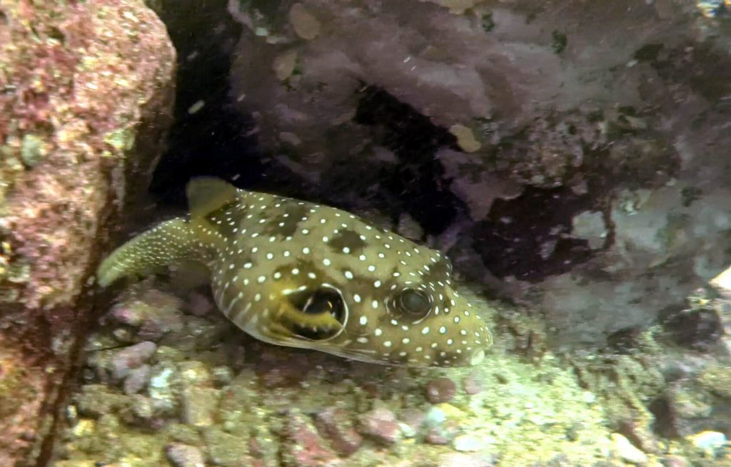 Stripebelly puffer olive brown color Photo by Dive Zihua