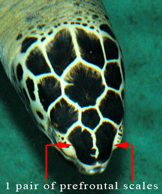 The green sea turtle is the only specie in Zihuatanejo-Ixtapa with one pair of prefrontal scales.