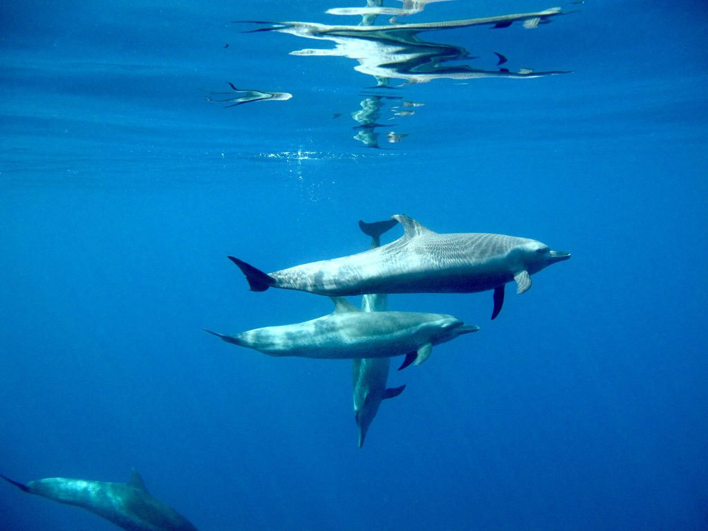 Gallery Dive Zihuatanejo Scuba Diving, Snorkeling & Whale Tours