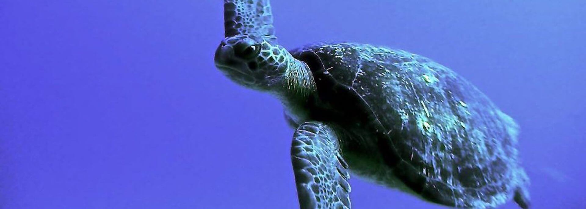 Dive Zihuatanejo Scuba Diving, Snorkeling & Whale Watching Tours