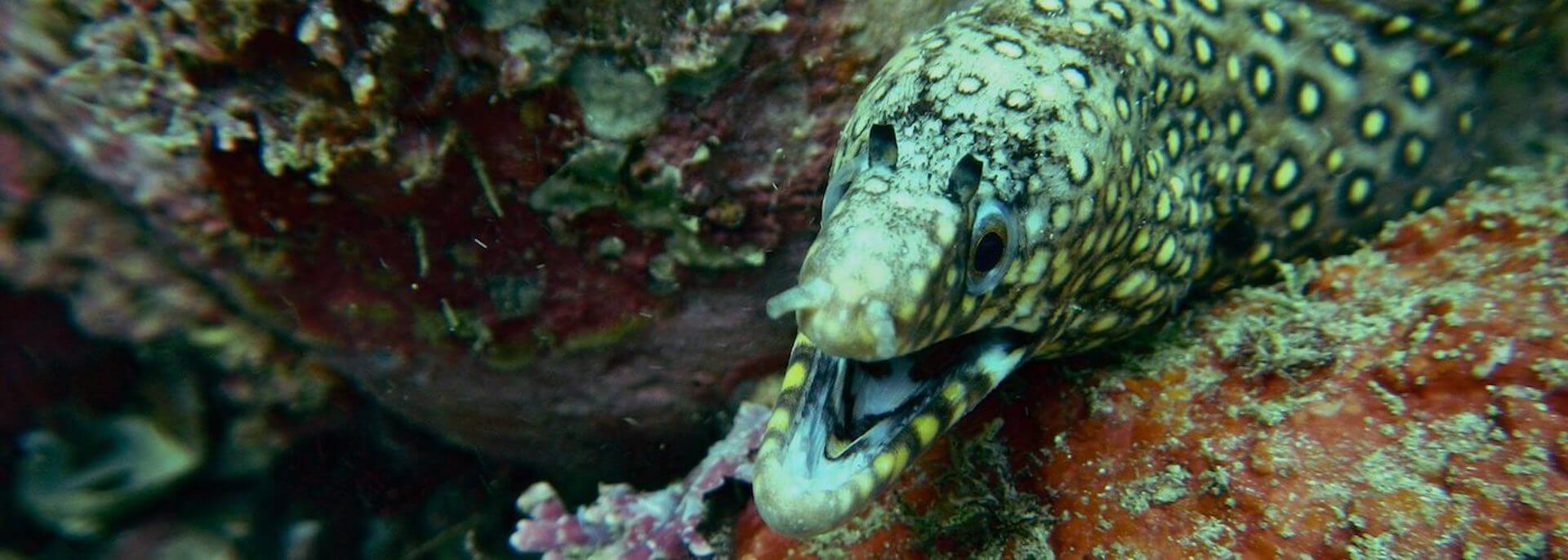 Dive Zihuatanejo Scuba Diving, Snorkeling & Whale Watching Tours