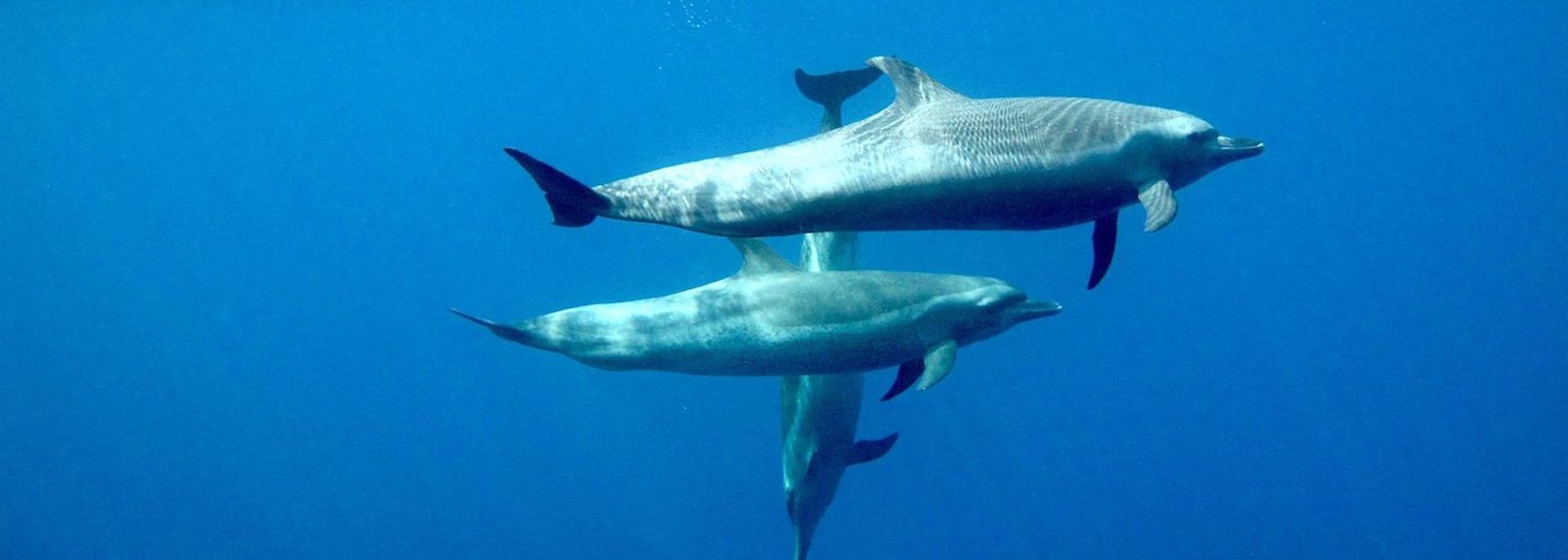 Dive Zihuatanejo Scuba Diving, Snorkeling & Whale Watching Tours