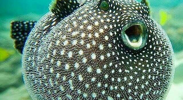 Pufferfish and friends Pufferfish and friends