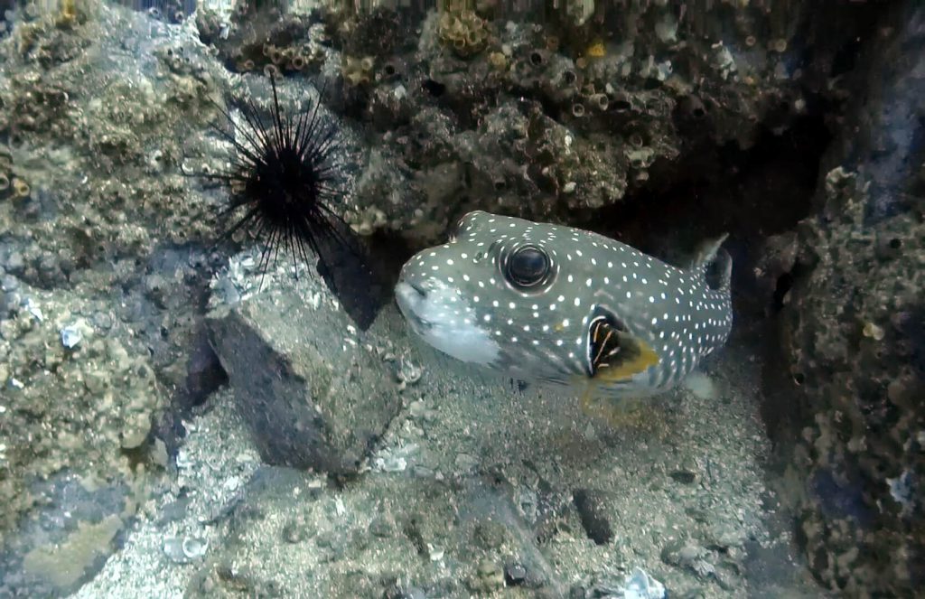 Pufferfish and Porcupine fish all over! Dive Zihuatanejo