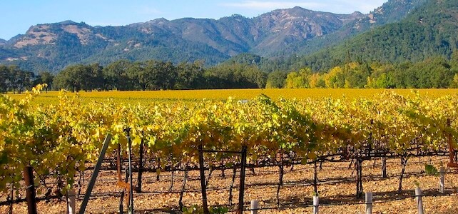 Willamette Valley Vineyards - Wine Country Tour - Great Oregon Tours